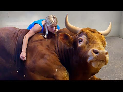 Ces animaux n'oublieront jamais leurs propriétaires après des années !