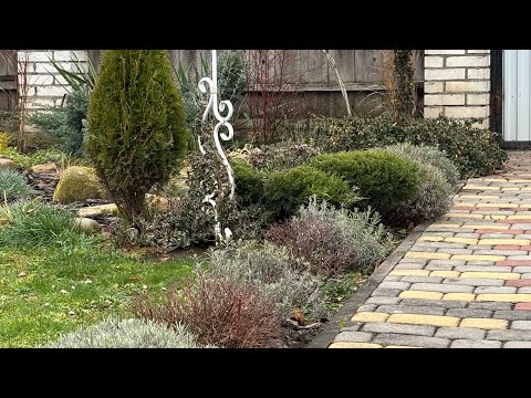 Evergreen plants 🌳🌳🌳 (not conifers) in my flower garden, overview and names!