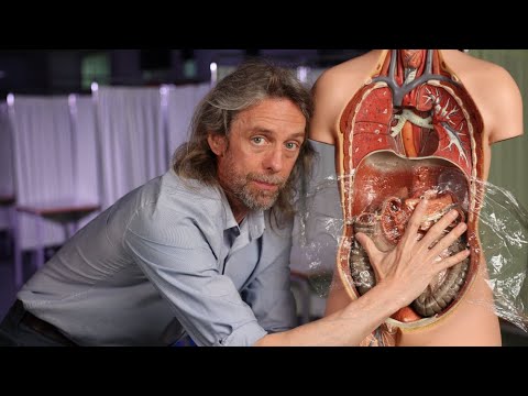 Retroperitoneal (anatomy)