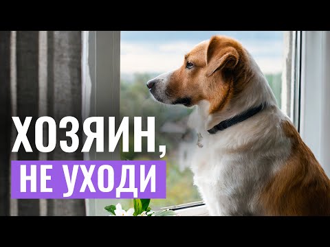 ОДИН ДОМА: Страх одиночества у собаки и ЧТО ДЕЛАТЬ, чтобы СОБАКА НЕ БОЯЛАСЬ оставаться дома?