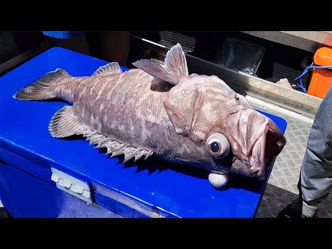 제가 드디어 꿈에 그리던 전설의 물고기 돗돔을 잡았습니다!!!