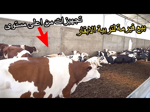 ✨ عشاق مشروع تربية الابقار الحلوب فرصة شراء فيرمة بجميع التجهيزات واللوازم ✨ تيفلت