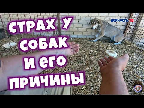Страх у собак и его причины | Fear in dogs and its causes/Помощь Животным