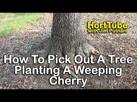How To Pick Out Healthy Trees - Planting Weeping Cherry Tree