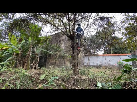 100 year old apple tree is diseased and needs to be cleaned up. I'm sad to cut it down.