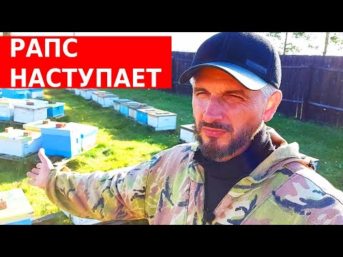 Пчелосемьи тают на глазах/что в Царь-колоде/ сибирский пчелоблог 9 октября 2022