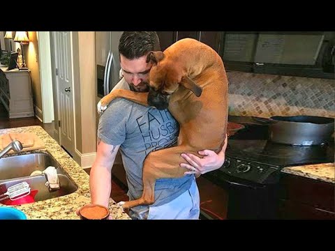 When Your Dog Steals Your Husband 😂 Funniest Dogs Video