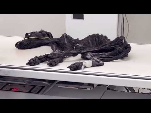 She Was Left in ER With Zero Chance… 365 Days of Tears For This Lifeless Dog