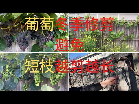 如何种葡萄(No.6)/如何对葡萄树或葡萄藤进行正确的冬季修剪（剪枝）/ 如何剪枝才能避免葡萄小短枝越剪越长/如何剪才能让葡萄越剪越年轻，越来越强壮