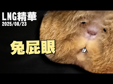 【LNG精華】兔屁眼