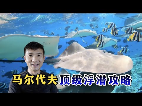 《环球探海记》马尔代夫 第23天:这里简直就是马代浮潜的天花板,太壮观了! #马尔代夫 #旅行攻略 #旅行 #赶海 #旅拍 #浮潜