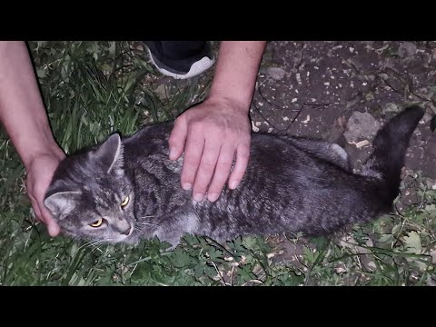Кот полз ночью под балконами и звал на помощь | Спасение Тишки |Saving the cat