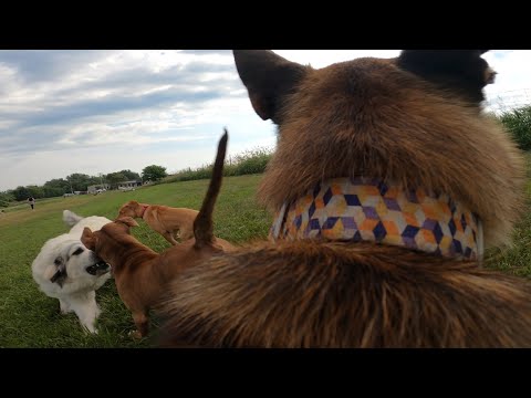 Pit Bull PROTECTS Belgian Malinois From Great Pyrenees At The Dog Park