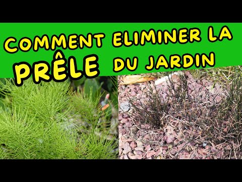Comment éliminer la prêle , simple et rapide 