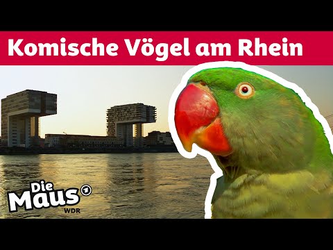 Wie überleben wilde Papageien in Deutschland? | Die Maus | WDR