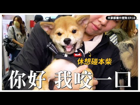柴柴咬！臘腸咬！神犬邊境會看鏡頭？【大家都養什麼狗】｜熊爸估狗