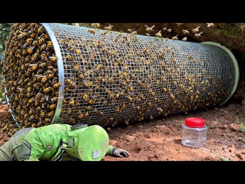 奶奶被虎头蜂蜇满身伤,小成哥紧急救援,到地方后竟闹出乌龙【蜂狂小成哥】