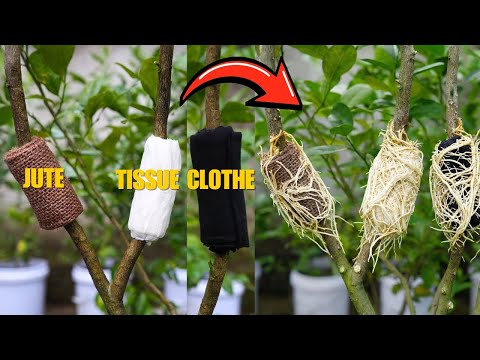 🌿New Test: Which material is best for propagating Lemon Trees!😮