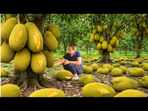 Harvesting 1000+ Giant Tropical Jackfruits and Taking Them to the Market to Sell, Build Farm Life