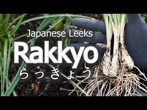 Complete Guide To Growing Rakkyo | Agriculture | Harvesting | Propogation