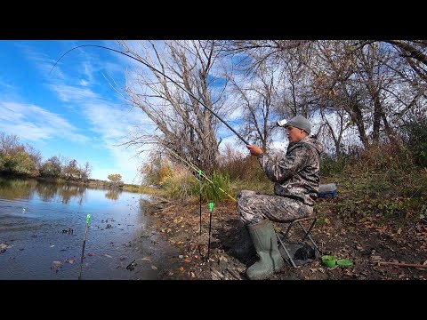 ОХ! В ЭТОЙ РЕКЕ ВСЯ РЫБА СОБРАЛАСЬ. УТАЩИЛА УДОЧКУ. Осенняя рыбалка на поплавок и донку.