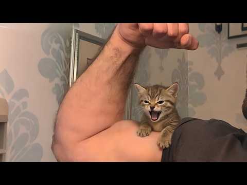 Dad didn’t want a Cat… Now it’s his favorite child 😹