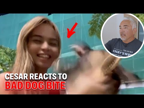 Why You Should Not Baby-talk to a Dog | Cesar Reacts