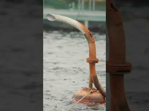 Columbia River Steelhead | Feed #fishing #sustainableseafood #columbiariver #shorts #scubadiving