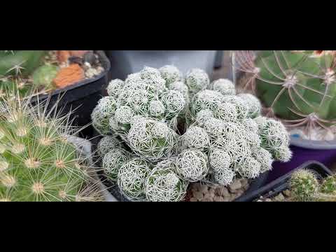 Маммиллярии в моей коллекции. Выращивание и уход за ними.
