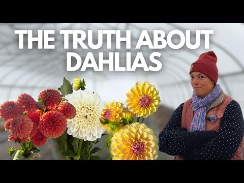 Should You Grow Dahlias on Your Flower Farm? The HONEST Truth