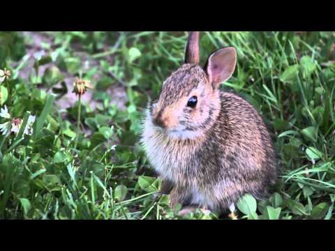Baby bunny