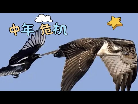 餓肚子的一剎那，才懂得中年鷹的心酸