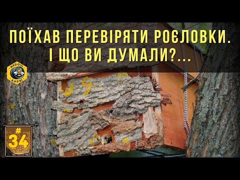 Поїхав перевіряти роєловки. І що ви думали?