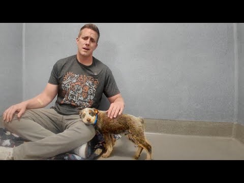 Blue Heeler Puppy Abandoned in Park with a Broken Leg 🥺 (we can help!)