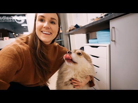 Taking my dramatic dog to the vet in Longyearbyen | SVALBARD