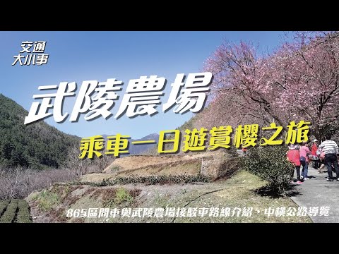 搭車來去武陵農場賞櫻囉！台八線的美景再次讓大家欣賞美景｜《搭公車旅行趣》 865區間車+武陵農場接駁車｜交通大小事