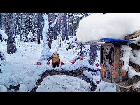 Устроил КВЕСТ для Соболя и спрятал ФОТОЛОВУШКУ. Справится ли он? 