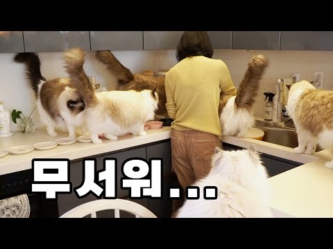 The Daily View of a Cat Parent with 11 Cats