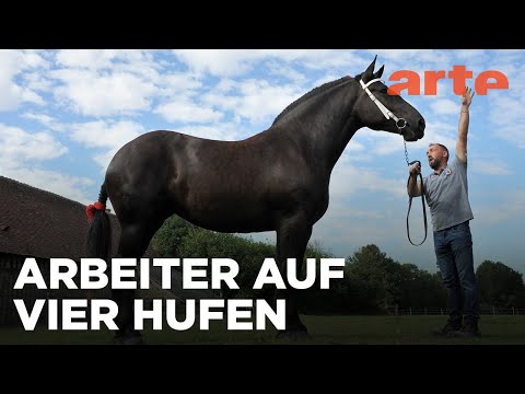 Percheron, das Kraftpaket mit einer Pferdestärke | GEO Reportage Reupload | ARTE Fernweh