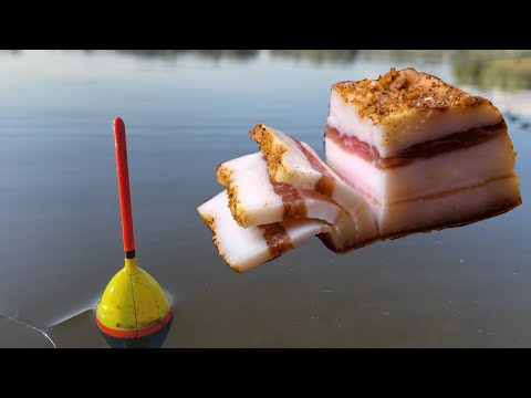 Ловлю карася на САЛО. Красиві покльовки карася на поплавок.