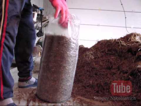 Набивка грибных блоков (вешенка)