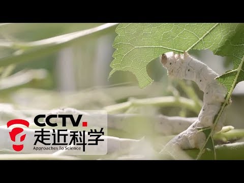 《走近科学》 破解基因好养蚕（下）20190709 | CCTV走近科学官方频道