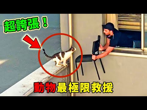 世界十大最感人動物救援！剛開始就破防了，第七個直接淚崩，第一名更是感動了數萬人，堪稱人類之光！