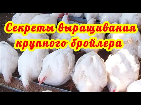 Секреты выращивания крупного бройлера. Самый важный первый месяц.