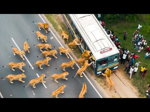 Safari Trips Went Horribly Wrong