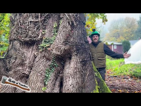 This ENORMOUS Maple was a SERIOUSLY DANGEROUS TREE!!! - Part 1