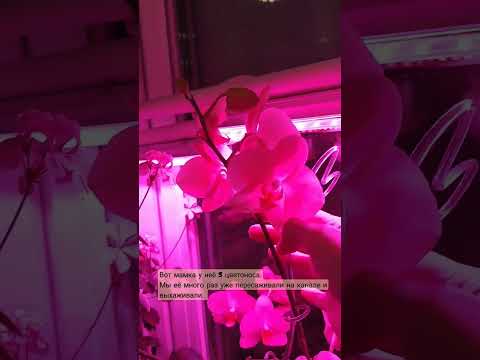 КАК СЕБЯ ЧУВСТВУЕТ ЖЕЛТАЯ ДЕТКА СО СТВОЛА МАМКИ|ЧАСТЫЙ ВОПРОС ОТ ВАС