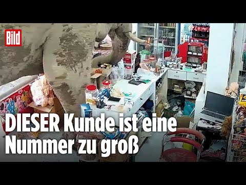 Thailand: Elefant plündert Supermarkt