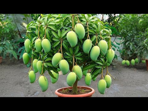 Super special technique to propagate Manga🥭2 Tricks to grow of Manga | How to grow Manga tree in pot