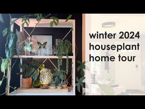 Winter 2024 Houseplant Home Tour